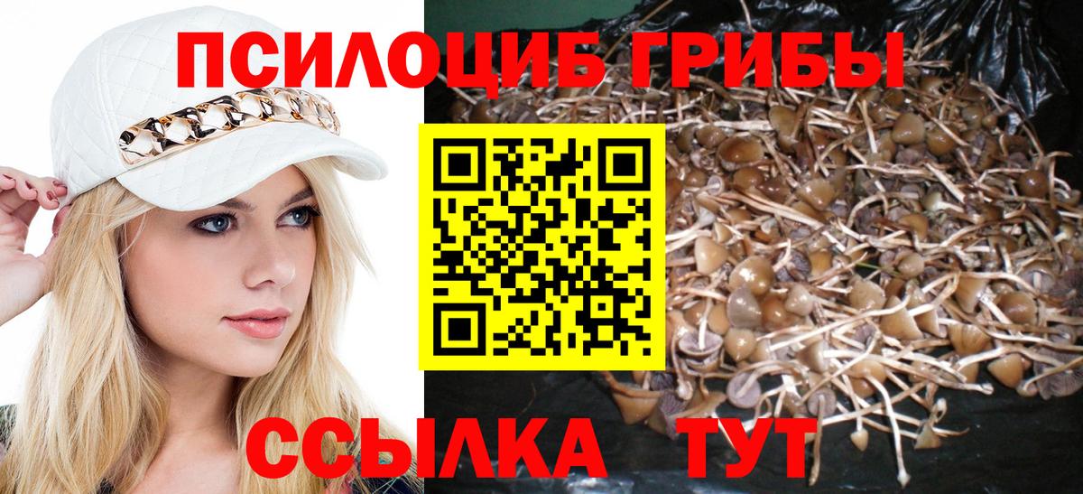 Псилоцибиновые грибы Psilocybe Старая Купавна